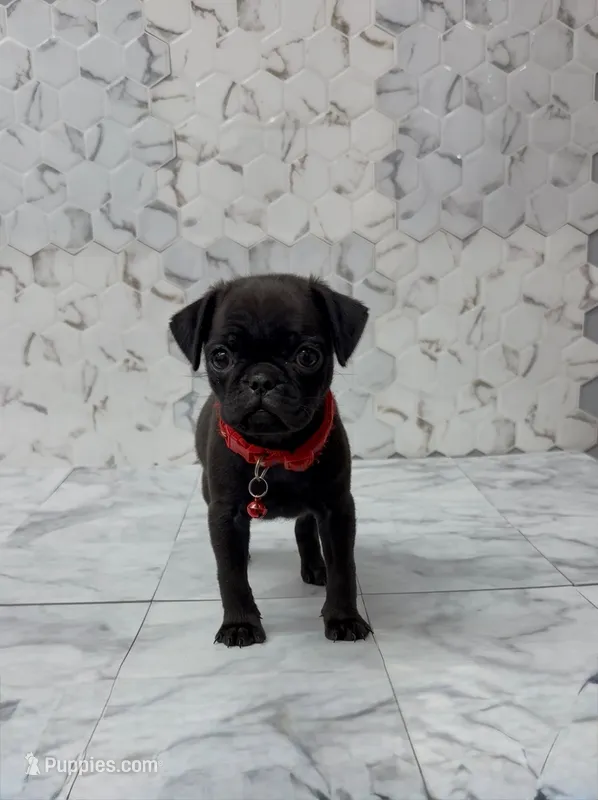 Red – Pug puppy for sale in Bakersfield, CA