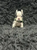 Lucky, a male French Bulldog for sale in Bakersfield, CA – 4 of 4
