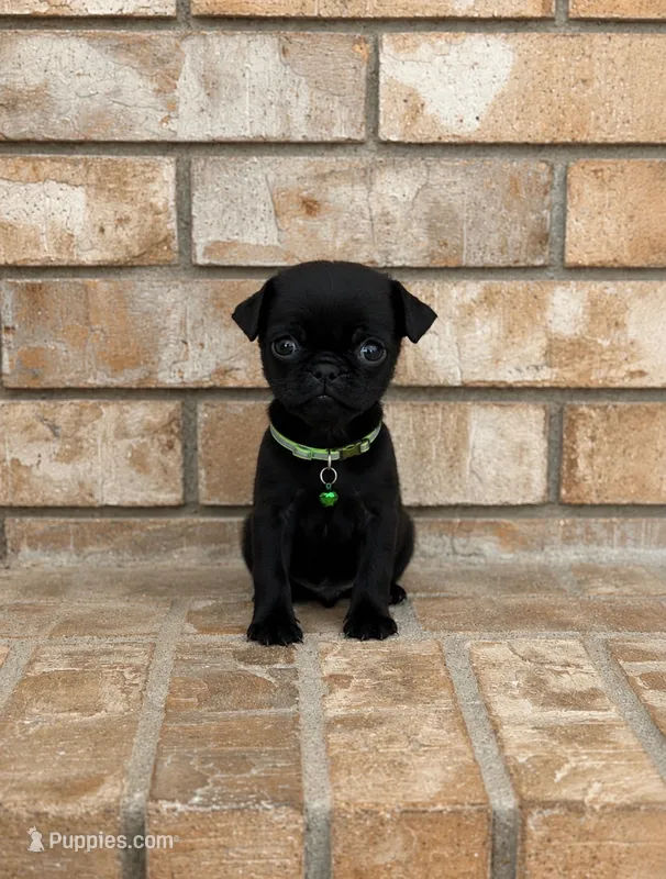 Enzo – Pug puppy for sale in Bakersfield, CA