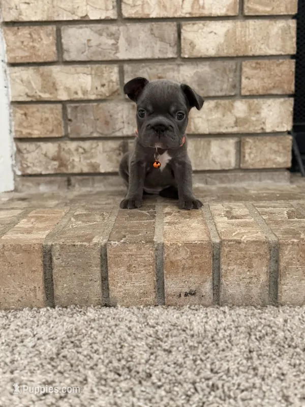 Stacy – French Bulldog puppy for sale in Bakersfield, CA