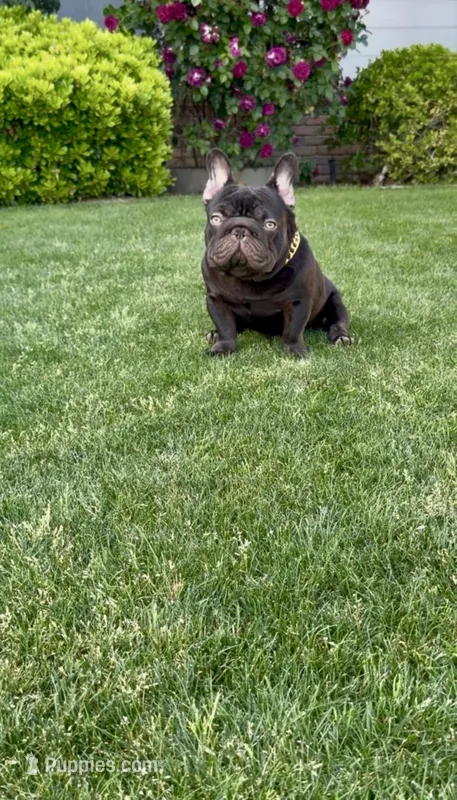 Diesel – French Bulldog puppy for sale in Bakersfield, CA