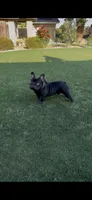 Diesel, a male French Bulldog for sale in Bakersfield, CA – Photo 3 of 4
