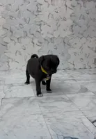 Lyla, a female Pug for sale in Bakersfield, CA – 3 of 4