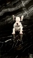 Lucky, a male French Bulldog for sale in Bakersfield, CA – 4 of 6