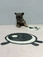 Milo , a male French Bulldog for sale in Bakersfield, CA – 2 of 2