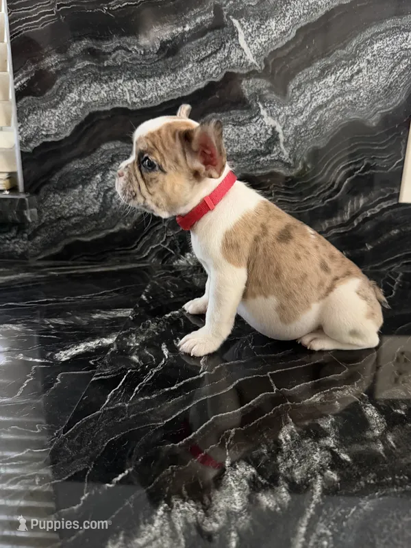 Nala – French Bulldog puppy for sale in Bakersfield, CA