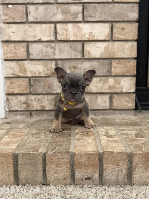 Milo – French Bulldog puppy for sale in Bakersfield, CA