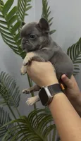 Milo, a male French Bulldog for sale in Bakersfield, CA – 3 of 5