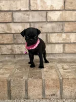 Lyla, a female Pug for sale in Bakersfield, CA – 3 of 5