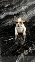 Nala, a female French Bulldog for sale in Bakersfield, CA – 4 of 5