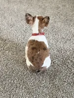 Nala, a female French Bulldog for sale in Bakersfield, CA – 3 of 6