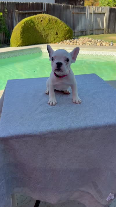 Rosie, a female French Bulldog for sale in Bakersfield, CA – 4 of 4