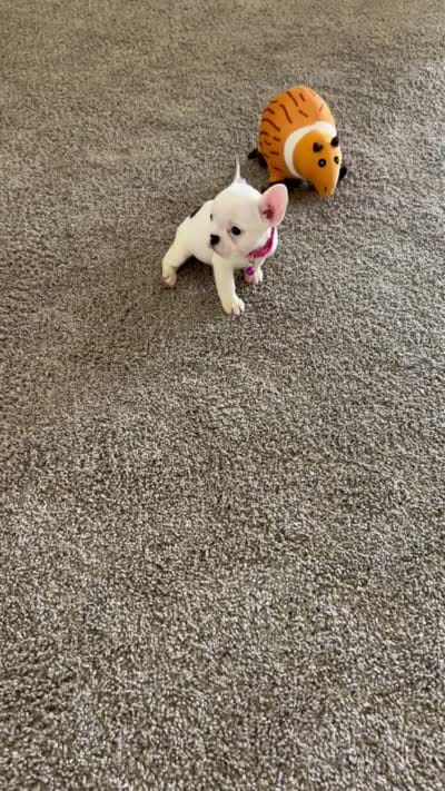 Rosie, a female French Bulldog for sale in Bakersfield, CA – 4 of 7