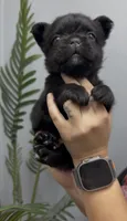 Bear, a male French Bulldog for sale in Bakersfield, CA – 4 of 5