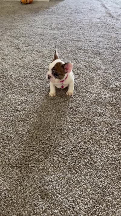Nala, a female French Bulldog for sale in Bakersfield, CA – 6 of 6