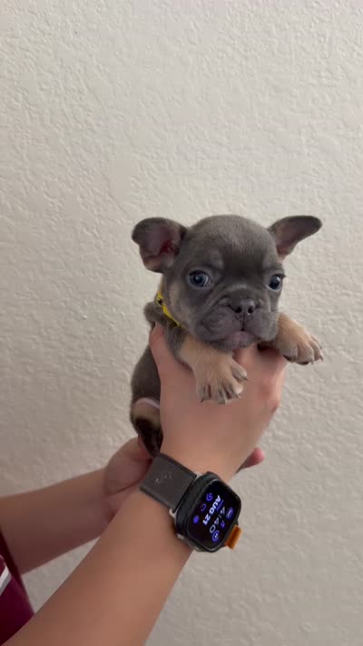 Milo, a male French Bulldog for sale in Bakersfield, CA – 6 of 6