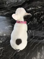 Rosie , a female French Bulldog for sale in Bakersfield, CA – 3 of 3