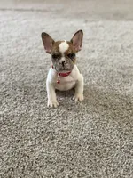 Nala, a female French Bulldog for sale in Bakersfield, CA – 2 of 6