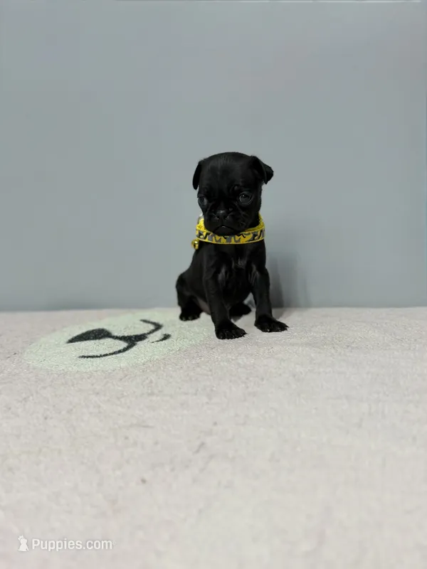 Kobe – Pug puppy for sale in Bakersfield, CA