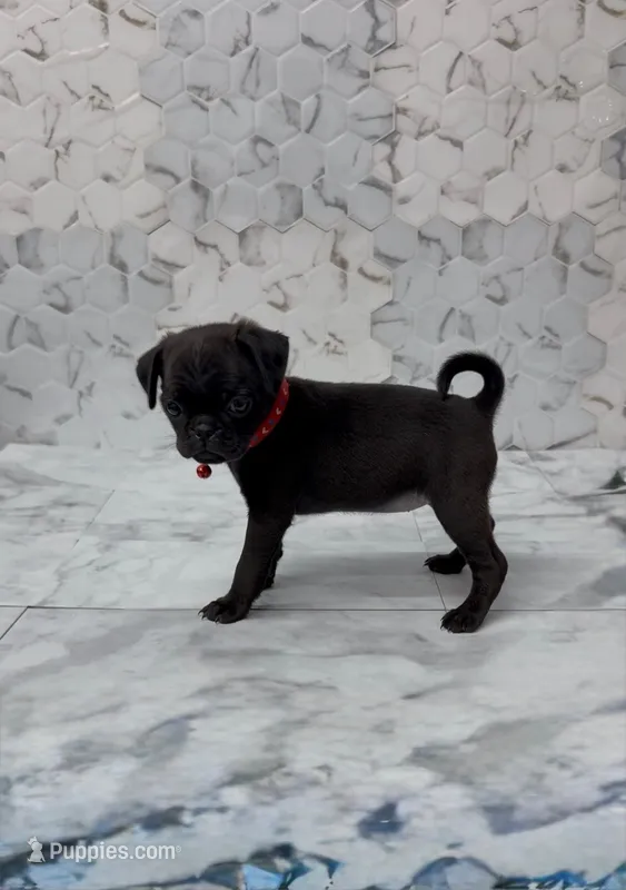 Athena – Pug puppy for sale in Bakersfield, CA