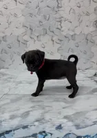Athena, a female Pug for sale in Bakersfield, CA – 1 of 3