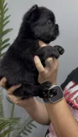 Bear, a male French Bulldog for sale in Bakersfield, CA – 3 of 5