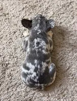Luna, a female French Bulldog for sale in Bakersfield, CA – 4 of 4