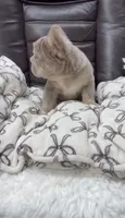 Fluffy Big Rope new shade Isabella , a male French Bulldog for sale in Bakersfield, CA – 5 of 6