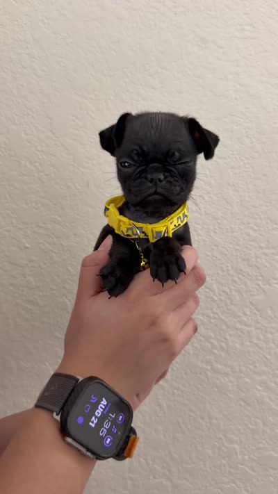 Kobe, a male Pug for sale in Bakersfield, CA – 4 of 4