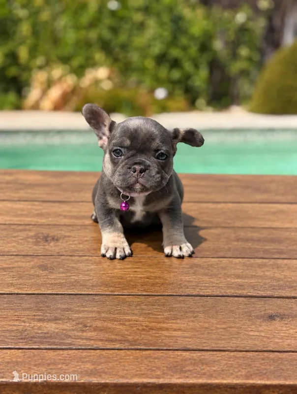 Shelby  – French Bulldog puppy for sale in Bakersfield, CA