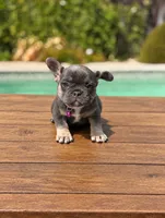 Shelby , a female French Bulldog for sale in Bakersfield, CA – 1 of 5