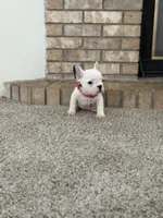 Rosie, a female French Bulldog for sale in Bakersfield, CA – 7 of 7