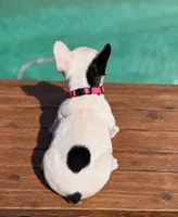 Rosie, a female French Bulldog for sale in Bakersfield, CA – 2 of 6