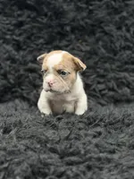 Nala, a female French Bulldog for sale in Bakersfield, CA – 3 of 3