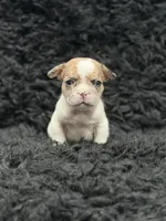 Tinker bell , a female French Bulldog for sale in Bakersfield, CA – 2 of 3