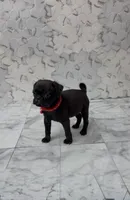 Athena, a female Pug for sale in Bakersfield, CA – 3 of 3