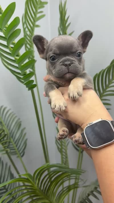 Milo, a male French Bulldog for sale in Bakersfield, CA – 5 of 5