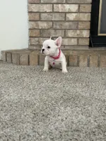 Rosie, a female French Bulldog for sale in Bakersfield, CA – 5 of 7