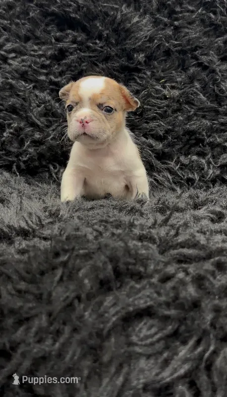 Nala – French Bulldog puppy for sale in Bakersfield, CA