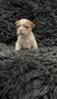 Nala, a female French Bulldog for sale in Bakersfield, CA – 1 of 3