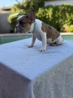Nala, a female French Bulldog for sale in Bakersfield, CA – 3 of 4