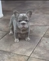 Big rope new shade isabella, a male French Bulldog for sale in Bakersfield, CA – 2 of 7