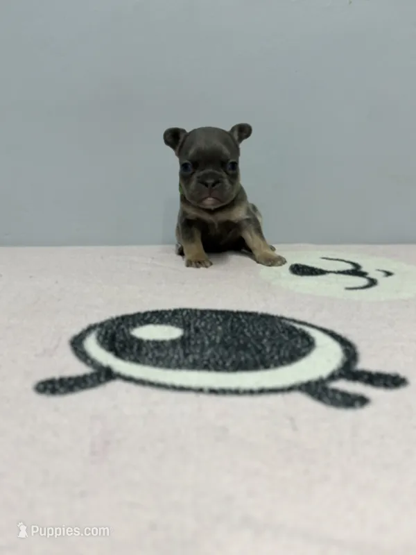 Milo  – French Bulldog puppy for sale in Bakersfield, CA