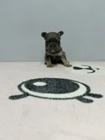 Milo , a male French Bulldog for sale in Bakersfield, CA – 1 of 2