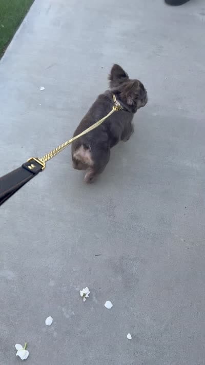 Bentley , a male French Bulldog for sale in Bakersfield, CA – 6 of 7
