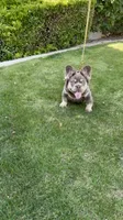 Bentley, a male French Bulldog for sale in Bakersfield, CA – 3 of 5