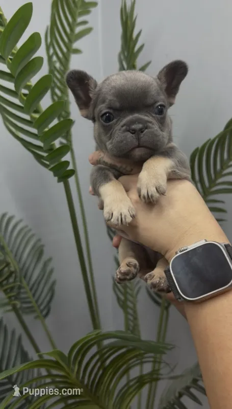 Milo  – French Bulldog puppy for sale in Bakersfield, CA