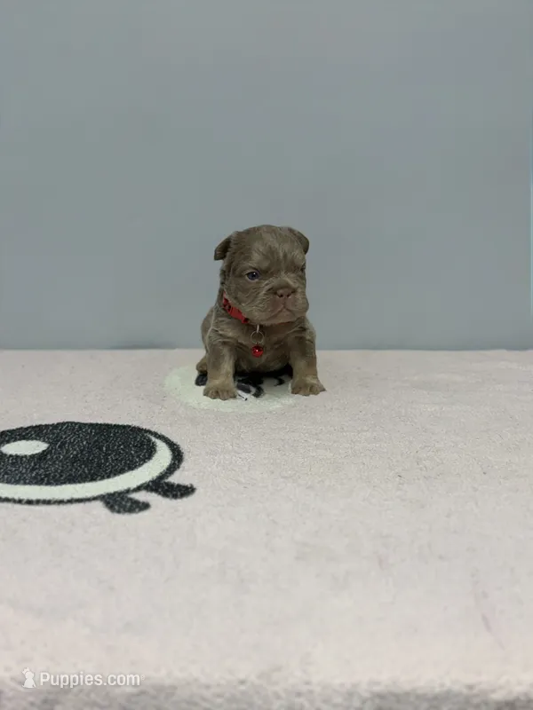 Bella – French Bulldog puppy for sale in Bakersfield, CA