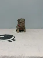 Bella, a female French Bulldog for sale in Bakersfield, CA – 1 of 4