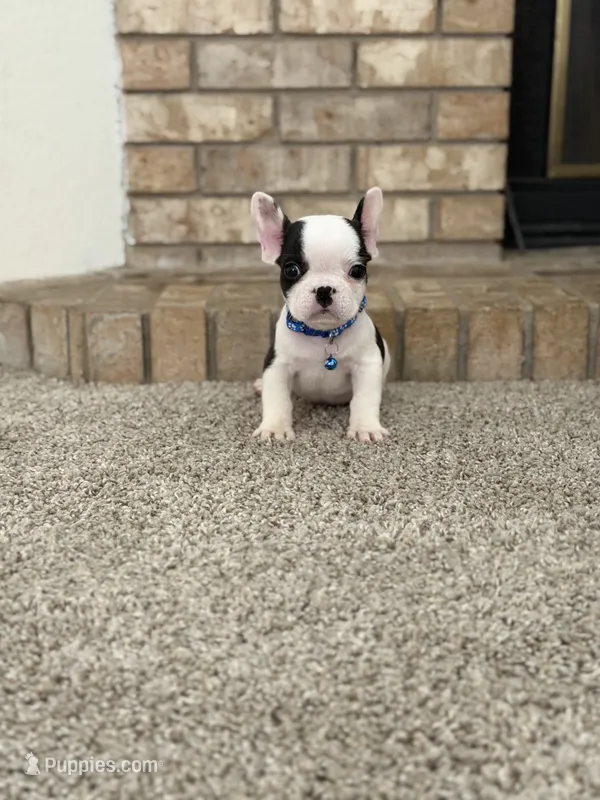 Lucky – French Bulldog puppy for sale in Bakersfield, CA